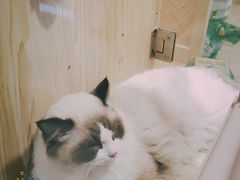 -屋虎猫馆(宝安大仟里店)