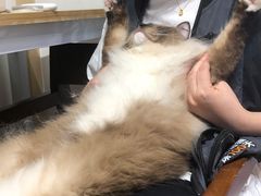 -屋虎猫馆(宝安大仟里店)