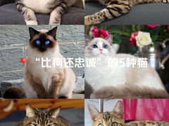 -小猫来了·猫舍(红山六九七九店)