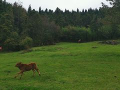 -武陵山森林公园