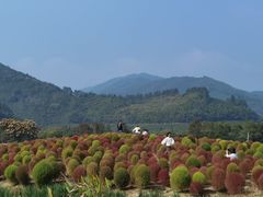 -径山花海