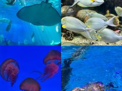 -合肥海洋世界