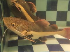 -古韵轩·江浙融合菜(梁溪店)