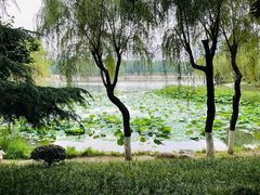 -后襄河公园