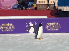 -沈阳奥体冰雪嘉年华