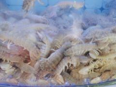 -日照大牌檔•小船海鲜(万平口店)