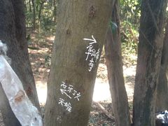 -黄埔油麻山森林公园