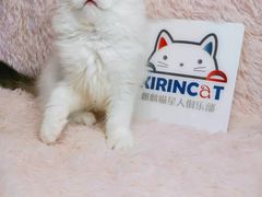 -十年猫舍·猫咪专门店(普陀店)