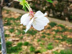 -武汉大学-樱园