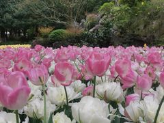 -上海鲜花港