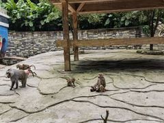 -贵州森林野生动物园
