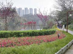 -重庆彩云湖湿地公园
