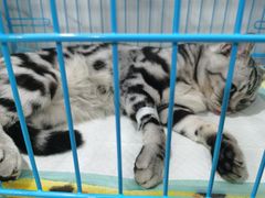 -萌兽医馆·宠物医院·猫骨科(创景店)