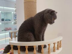 -1013 PET SHOP精品宠物商店(丁香店)