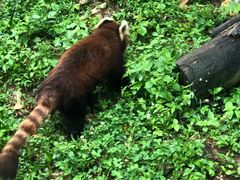 -都江堰中华大熊猫苑