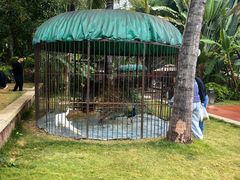 -西双版纳融创皇冠假日度假酒店