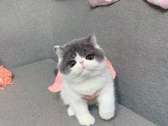 -欣宠猫屋·矮脚拿破仑·蓝金金渐层