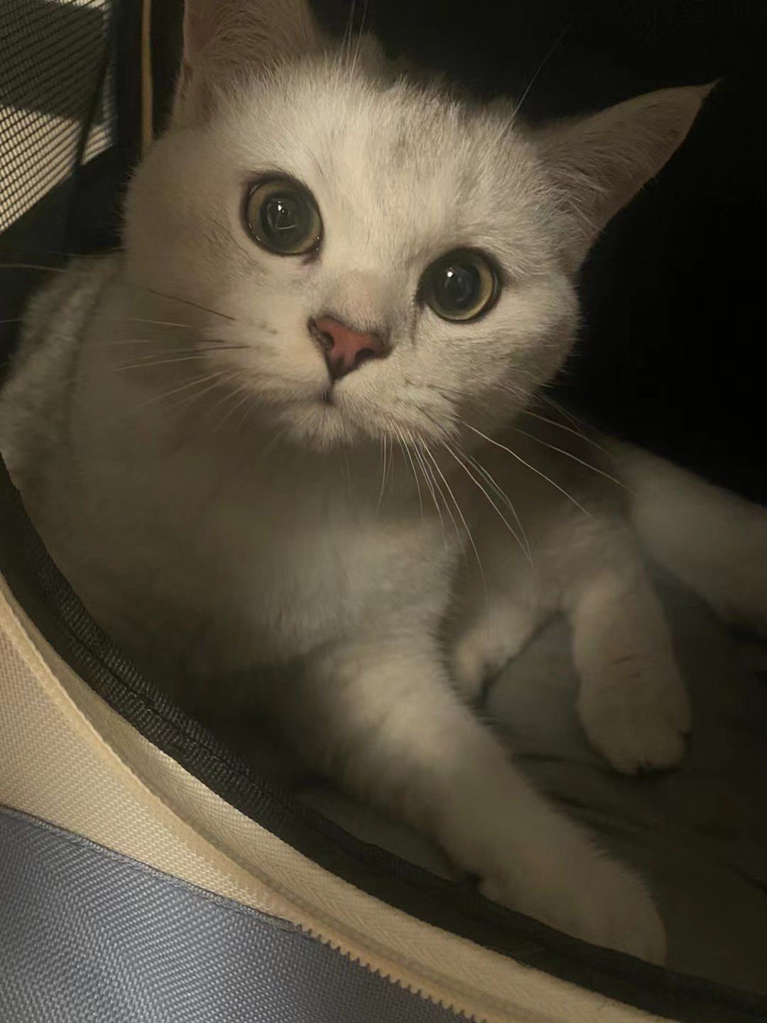 0元玩转这座城小猫小猫 #英短银渐层