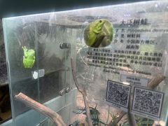 -上海大自然野生昆虫馆(东方明珠·爬宠昆虫探索中心)