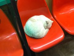 -猫咪博物馆(顶澳仔猫街店)