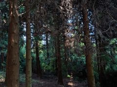 -山王坪喀斯特国家生态公园