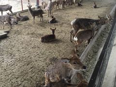 -北京鹿世界主题园