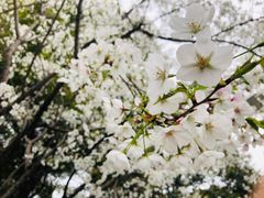 -甜心闲生传统手工冰粉(人民广场店)