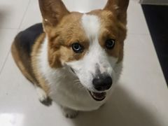 -宠福鑫康馨动物医院·骨科·眼科
