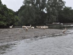 -东寨港红树林旅游区