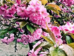 iphone_upload_pic-西安青龙寺遗址景区