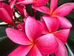 -北京植物园-展览温室