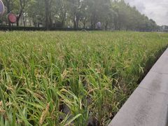 -证大喜玛拉雅中心