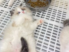 -lincat·猫舍(广州店)