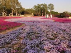-石家庄市植物园