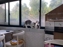 -喵的天空名猫咖啡馆·撸猫·猫舍·用品