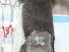 -瑞派康怡24h宠物医院·犬猫医疗中心·微创绝育(瑞景分院)