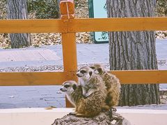 -北京野生动物园