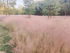 -昆山城市生态森林公园