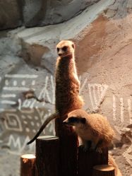 -Zoolung Zoolung动物主题公园(海信广场店)