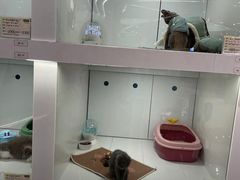 -1013 PET SHOP精品宠物商店(丁香店)