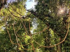 -中国科学院西双版纳热带植物园