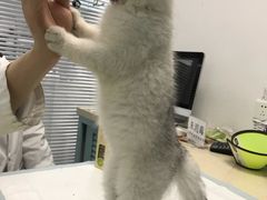 -莘程宠物医院(金山店)
