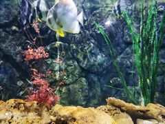 -西安曲江海洋极地公园