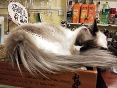 -猫色咖啡·猫咖