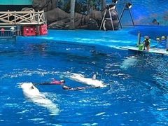 -海合安成都极地海洋公园