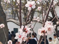 -桃花堤公园