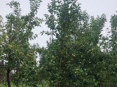 -无名缘米粉(双合店)