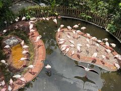 -新加坡飞禽公园