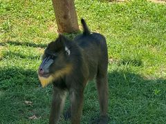-西霞口神雕山野生动物世界