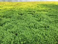 -桤木河湿地公园